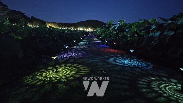 무안연꽃축제 야간경관