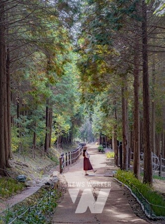 팔영산 편백치유의숲미르마루길나로도 편백숲