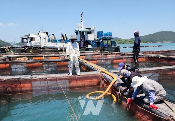 여수시(시장 정기명)가 고수온 주의보 발령에 따라 적조·고수온 종합대책을 수립해 부시장을 위원장으로 하는 적조대책위원회를 구성, 예찰 활동을 강화했다.