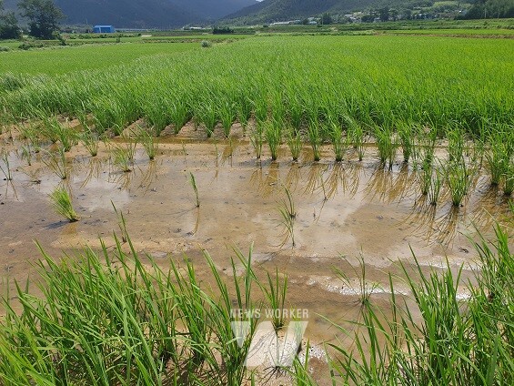 전남도, 왕우렁이 우심지구 지정 등 특별관리 강화