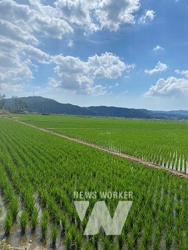 가루쌀 재배 논(진도 의신면)