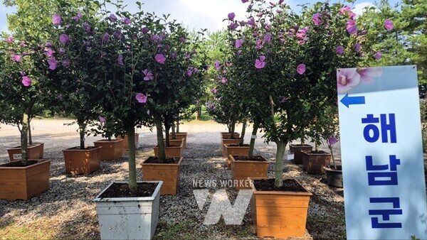 해남군이 2024년 전라남도 무궁화 우수분화 품평회에서 단체·개인분야에서 모두 대상을 수상하는 쾌거를 이뤘다.