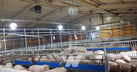 축산 분야 폭염 재해 예방- 양돈농가 에어쿨 가동