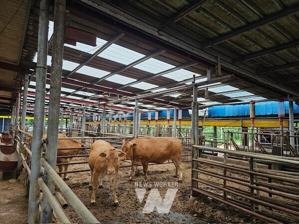 나주시 관내 한우농가. (사진제공-나주시)