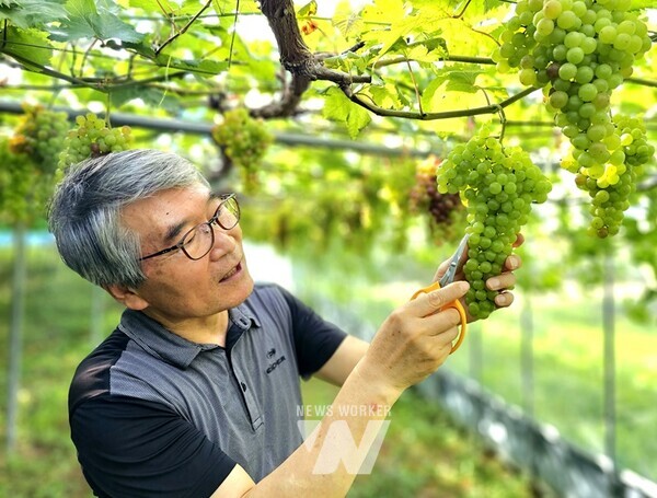 전라남도는 ‘황룡강의 맑은 정기를 이어받은’ 장성의 청정 포도를 8월의 친환경농산물로 선정했다 (김옥성 대표)