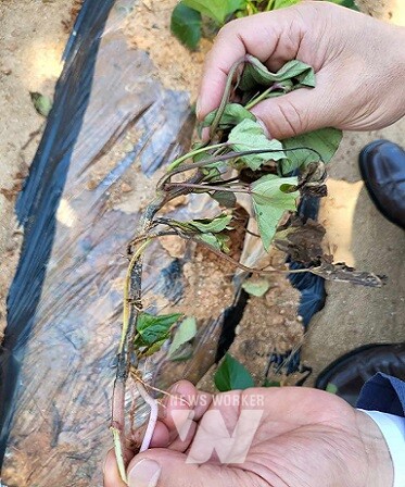 해남군은 잦은 강우와 고온다습한 환경이 지속됨에 따라, 고구마 덩이줄기썩음병 발생이 우려되어 12~14일 중점 예찰과 함께 병해충 적기 방제 지도에 나서고 있다