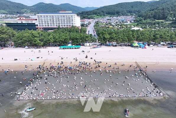 개매기장에서 전어를 잡고 있는 전경
