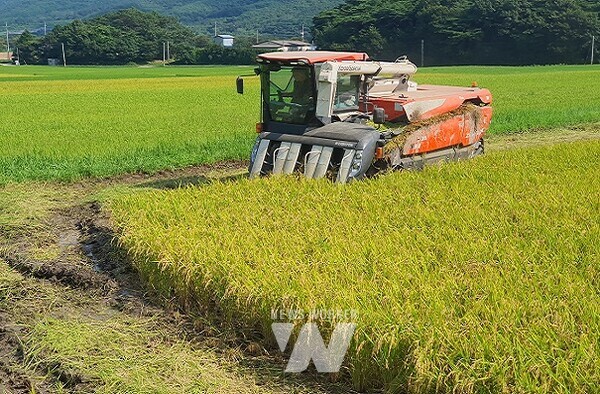 보성군, 올해 첫 ‘웅치 올벼쌀’ 수확_ 기계로 올벼쌀을 수확하고 있다