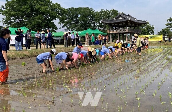 어린이 손 모내기 체험행사-담양 창평볍씨마을학교