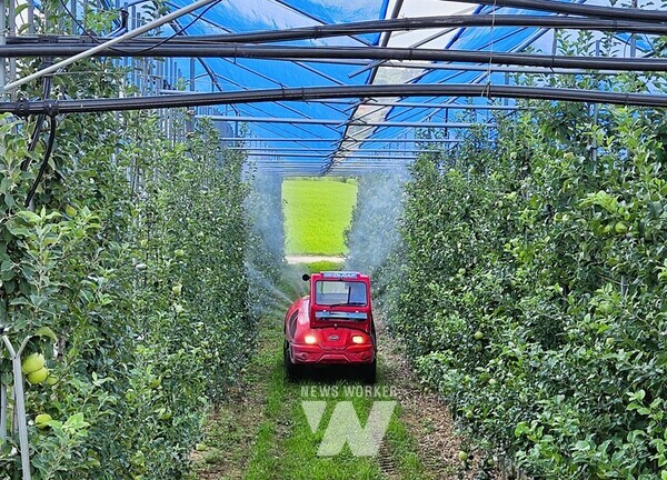 장성군이 홍로, 시나노골드 재배 농가에 탄저병 예방약제를 지원했다