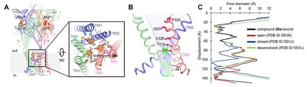 사진_(왼쪽부터) GIST 생명과학부 김용철 교수·진미선 교수, 전남대학교 의학과 윤명하 교수, GIST 생명과학부 김가람 박사과정생·김수빈 박사그림1_신경병증성 통증 모델에서 확인된 신규 길항제의 통증 완화 효과그림2_저온전자현미경(Cryo-EM) 분석 결과
