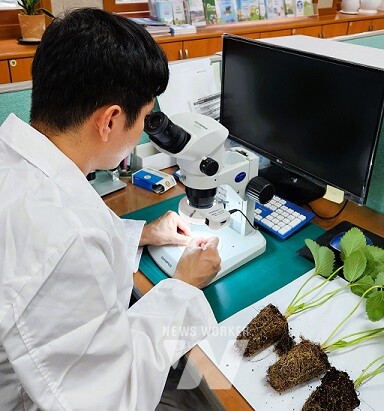 장성군이 9월 20일까지 딸기 꽃눈 분화 현미경 검사를 지원한다