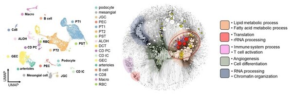 단일 세포 분석을 통한 신장의 각 세포 분류(A) 및 각 세포에서 긴 비번역 RNA가 중심이 된 유전자 조절 네트워크 및 각 네트워크의 생물학적 기능(B)