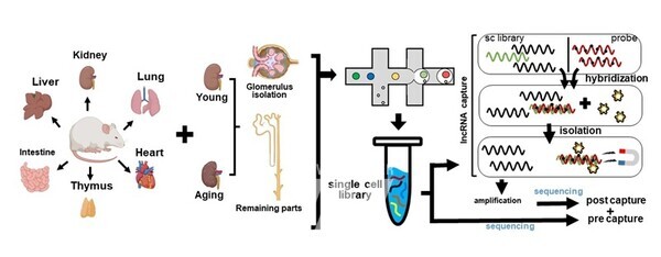 여섯 개의 조직 및 노화 신장에서 단일세포 분석 기술과 타겟 기술을 융합한 분석 모식도