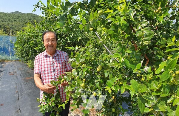 노회선 회장과 사과대추