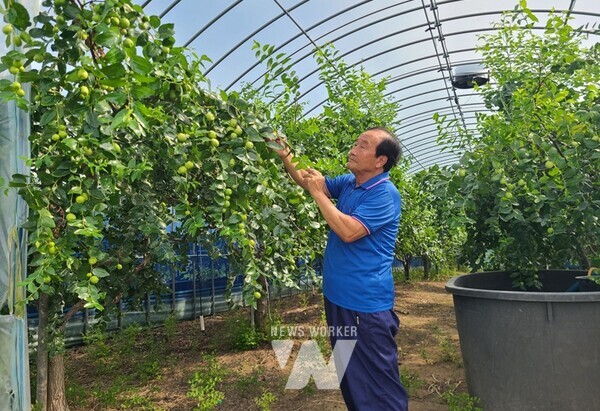 노회선 회장과 사과대추