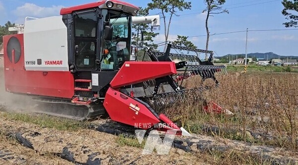 참깨 기계수확
