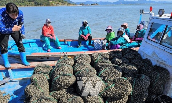 순천 와온자율관리어업공동체 활동-꼬막생산