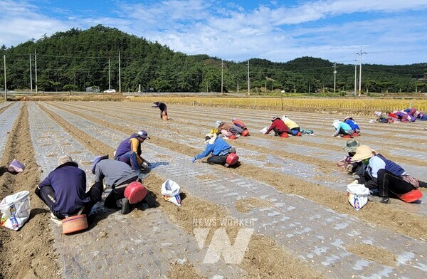 마늘 파종 작업