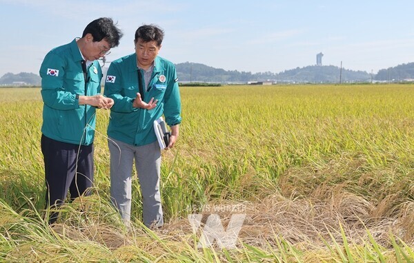 김성 장흥군수는 19일 장흥군 회진, 대덕, 관산 등 남부지역과 장동, 장평 등 북부지역을 돌면서 벼멸구 병충해 피해현장 점검 및 긴급 방제토록 현장 지도에 나섰다. 