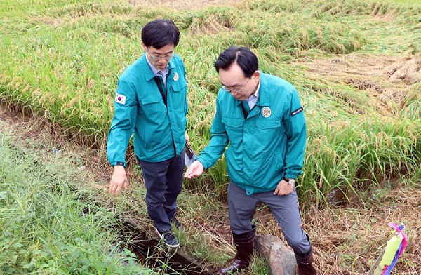 윤병태 나주시장(오른쪽)이 21~22일 집중호우와 강풍으로 인한 벼 도복 피해 현장을 살펴보고 있다.