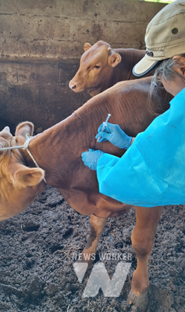 피하에 럼피스킨 백신을 놓는 장면