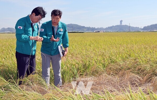 전남 장흥군은 예비비 5억 4000만 원을 긴급 투입해 전 농가를 대상으로 벼멸구 방제약제 지원에 나섰다