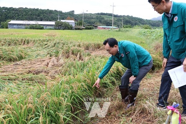 윤병태 나주시장이 지난 22일 다시면 벼멸구 피해 농지를 방문해 철저한 현장 예찰과 방제를 당부했다. 나주시는 피해 확산 방지를 위해 벼멸구 방제 약제 전액을 시 예산으로 지원한다. (사진제공-나주시)