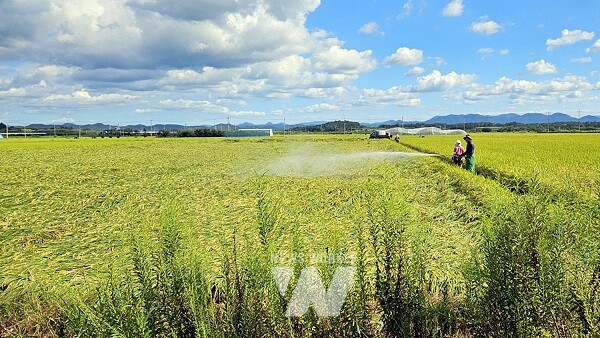 벼멸구 약제 방제 (사진제공-나주시)