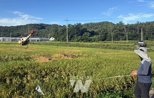 나주시가 벼멸구 확산 피해 최소화를 위한 방제 약제 전액 지원과 더불어 현장 지도에 총력을 기울이고 있다- 농업용 방제 드론·헬기를 활용한 방제 작업 모습. (사진제공-나주시)