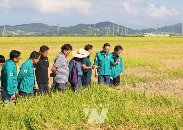 해남군의 지속적인 건의로 벼멸구 피해를 입은 벼의 정부 수매가 확정됐다.