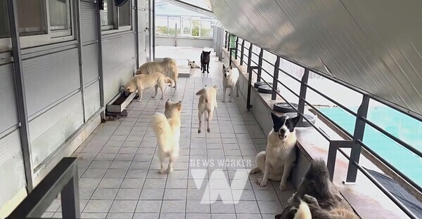 광주시동물보호소 유기견