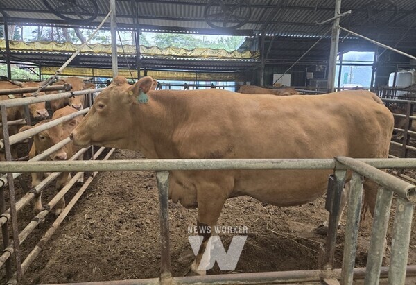 유자골 고흥 한우 우량 한우
