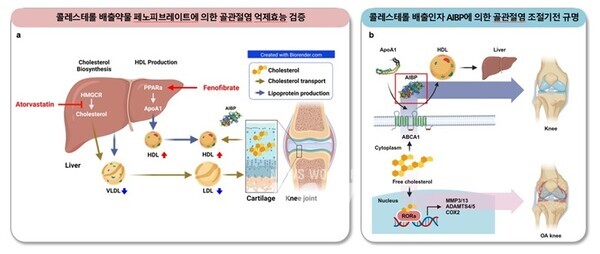 전남대학교 치의학전문대학원 류제황 교수와 이규석 박사(치과약리학교실, 경조직바이오인터페이스연구센터) 연구팀이 현재 임상적으로 사용되고 있는 고지혈증 치료약물이 골관절염 완화에도 효능이 있음을 입증했다.