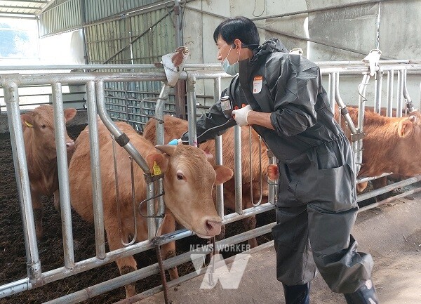 구제역 백신 접종