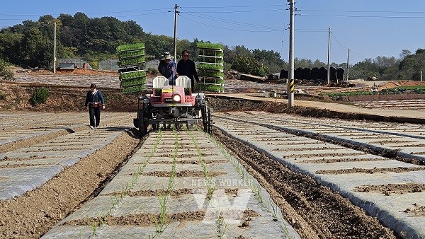 밭작물 공동경영체 육성 공모-양파 이식 농기계