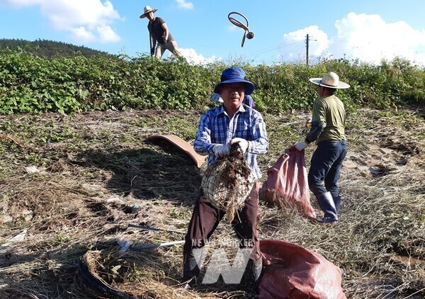 강진군 병영면 수해 복구를 위해 자원봉사활동이 펼쳐졌다.