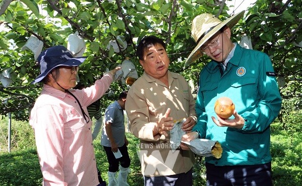 윤병태 나주시장이 지난 29일 삼도동 소재 배 농가 현장을 방문해 일소피해 실태를 점검하고 있다. (사진제공-나주시)
