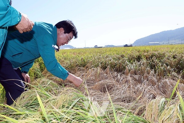 김성 장흥군수가 벼멸구 피해 현장을 살펴보고 있다.