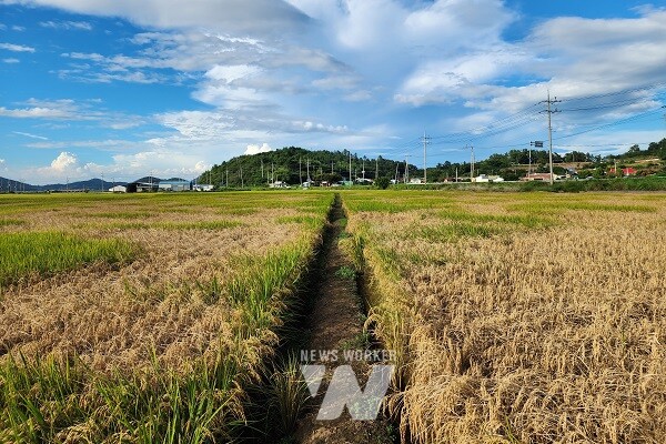 전남도에 따르면 9월 30일 현재 벼멸구 피해면적은 1만 9천603ha로 추산된다.