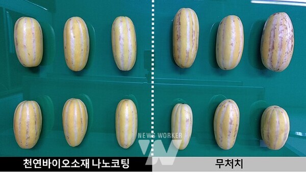 전남대 유성현 교수팀, 참외 부패 늦추는 기술 시연(참외 골갈변 테스트)