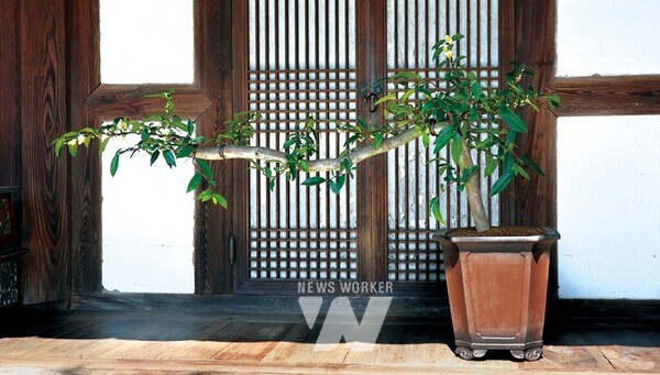 제2회 대한민국 차나무 분재 대전 참가 작품