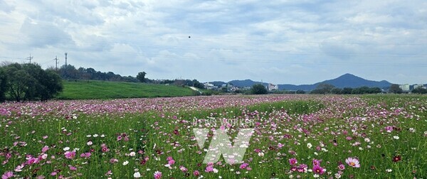 나주시가 ‘2024 나주영산강축제’에 맞춰 영산강 들섬과 둔치체육공원, 영산강 정원에 총 15ha(약 4만5천평) 규모 코스모스, 메밀꽃, 댑싸리 등 가을 꽃단지를 조성했다. (사진제공-나주시)