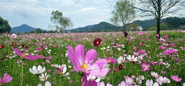 나주시가 ‘2024 나주영산강축제’에 맞춰 영산강 들섬과 둔치체육공원, 영산강 정원에 총 15ha(약 4만5천평) 규모 코스모스, 메밀꽃, 댑싸리 등 가을 꽃단지를 조성했다. (사진제공-나주시)