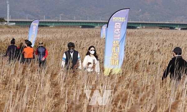 지난해 열린 강진만 춤추는 갈대축제를 관광객들이 즐기고 있다