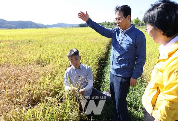 강진원 강진군수가 올 추석 연휴 직후 벼멸구 피해 현장으로 출근해 현황을 파악하고 대책 마련에 지시했다.