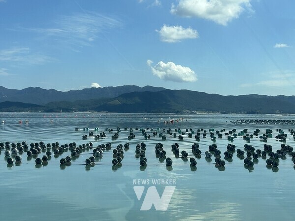 전남 해남군은 고품질의 2025년산 김 생산을 위한 지원에 총력을 기울이고 있다. 