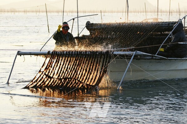 전남 해남군은 고품질의 2025년산 김 생산을 위한 지원에 총력을 기울이고 있다. 