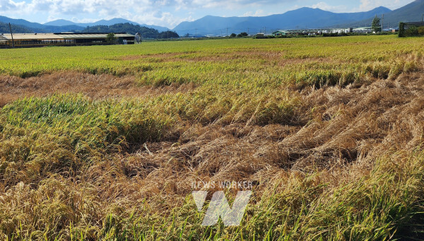 벼멸구 피해 현장