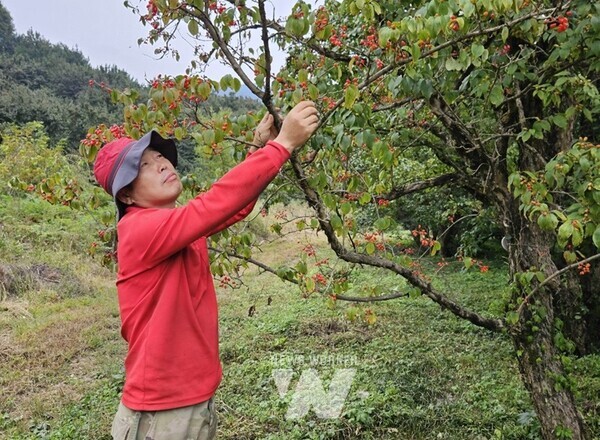 전남도, 10월 임업인에 '정조명 산수유고장영농조합법인 대표' 선정